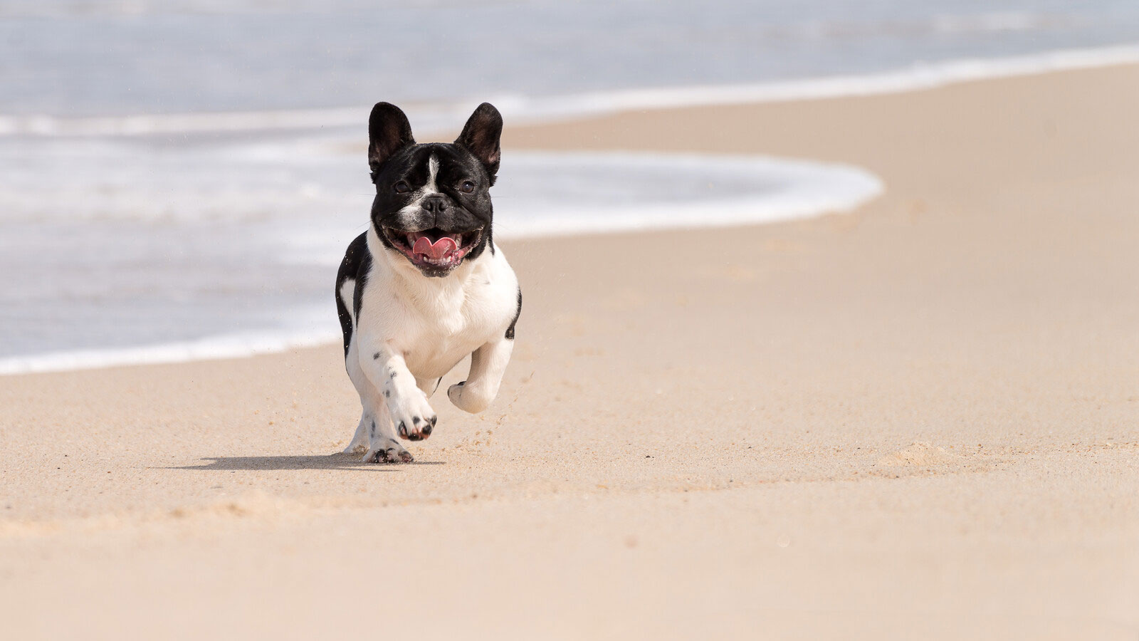 dog running on beach dog poop removal service